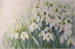 Schneeglckchen auf 100g Ingres Papier| Aquarell 32 x 48 cm