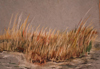 Strandhafer | Pastell auf Btten 24 x 30 cm